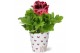 Pelargonium grandiflorum mix Pelargonium in Smartcup Nickie 1 pp 20 cm 