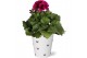 Pelargonium grandiflorum mix Pelargonium in Smartcup Nickie 1 pp 20 cm 