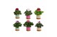Pelargonium grandiflorum mix Collectie "Tasty Bubble" Pelargonium Gran 