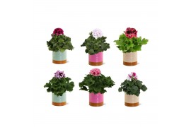 Pelargonium grandiflorum mix Collectie "Tasty Bubble" Pelargonium Gran