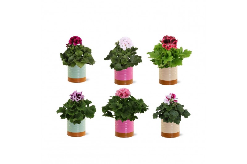 Pelargonium grandiflorum mix Collectie "Tasty Bubble" Pelargonium Gran 