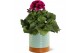 Pelargonium grandiflorum mix Collectie "Tasty Bubble" Pelargonium Gran 