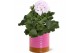Pelargonium grandiflorum mix Collectie "Tasty Bubble" Pelargonium Gran 