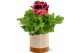 Pelargonium grandiflorum mix Collectie "Tasty Bubble" Pelargonium Gran 