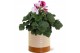 Pelargonium grandiflorum mix Collectie "Tasty Bubble" Pelargonium Gran 