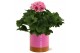 Pelargonium grandiflorum mix Collectie "Tasty Bubble" Pelargonium Gran 
