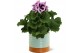 Pelargonium grandiflorum mix Collectie "Tasty Bubble" Pelargonium Gran 