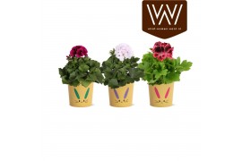 Pelargonium grandiflorum mix Collectie"Tasty Bubbel"Pelargonium Grandi