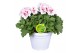 Pelargonium grandiflorum Hello Spring Pelargonium Grandiflorum in Pati 