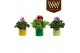 Pelargonium grandiflorum Collectie Natural Bubble - Pelargonium Grandi 