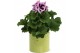 Pelargonium grandiflorum Collectie Natural Bubble - Pelargonium Grandi 
