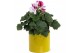 Pelargonium grandiflorum Collectie Natural Bubble - Pelargonium Grandi 