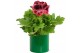 Pelargonium grandiflorum Collectie Natural Bubble - Pelargonium Grandi 
