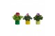 Pelargonium grandiflorum Collectie Natural Bubble - Pelargonium Grandi 