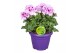Pelargonium grandiflorum Hello Spring Pelargonium Grandiflorum in Pati 