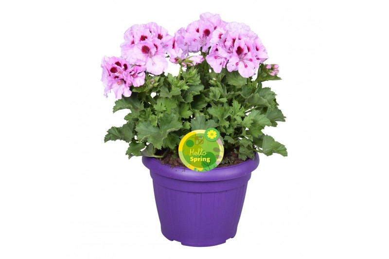 Pelargonium grandiflorum Hello Spring Pelargonium Grandiflorum in Pati Pelargonium grandiflorum Hello Spring Pelargonium Grandiflorum in Pati