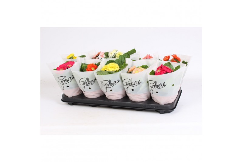 Gerbera sundayz mix 2+ cutie in frosted hoes Gerbera sundayz mix 2+ cutie in frosted hoes