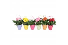 Gerbera mix belicht 2+ in draagtas dots diverse kleuren