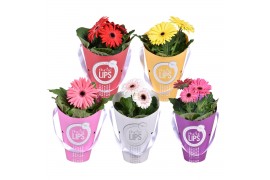 Gerbera mix MoreLIPS 2+ in tas