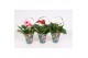 Gerbera mix draagtas hartjes, 