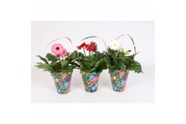 Gerbera mix draagtas hartjes,