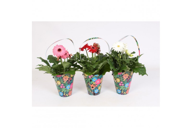 Gerbera mix draagtas hartjes, 