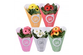 Gerbera mix MoreLIPS 2+ in papieren hoes