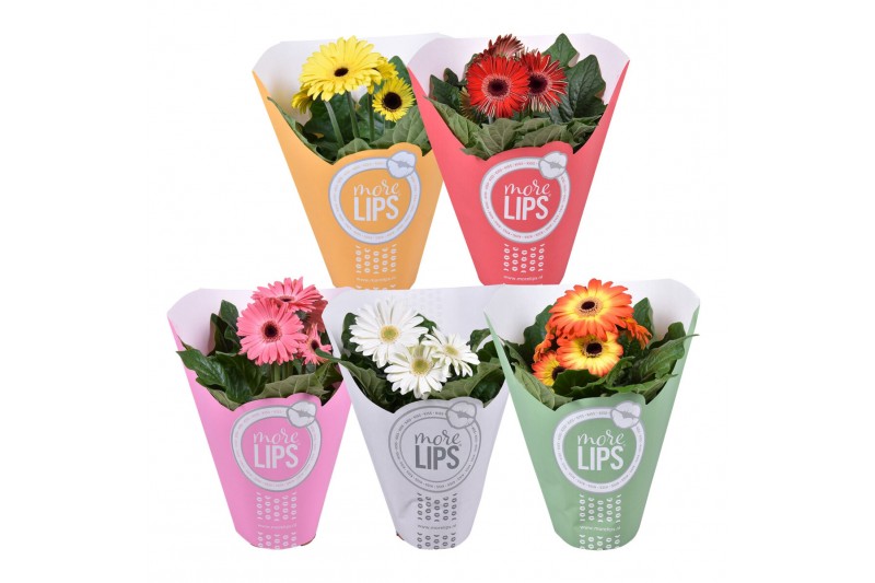 Gerbera mix MoreLIPS 2+ in papieren hoes 