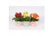 Gerbera mix Gerbera belicht 2+ 12cm in poetry pot 2 bl. 500 