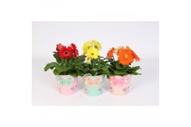 Gerbera mix Gerbera belicht 2+ 12cm in poetry pot 2 bl. 500