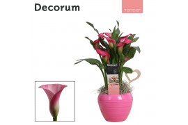 Zantedeschia mix decorum roze/wit in ompot melanie LOVE