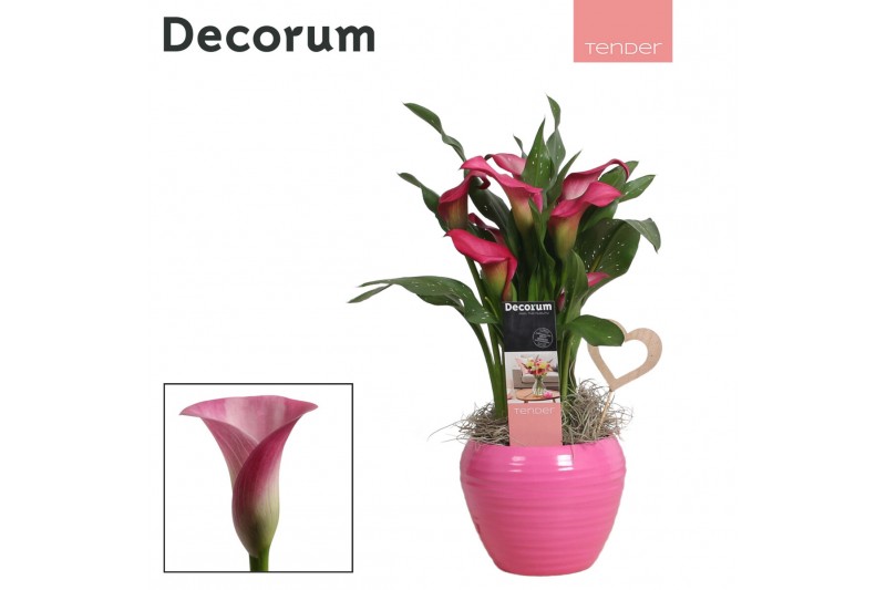 Zantedeschia mix decorum roze/wit in ompot melanie LOVE Zantedeschia mix decorum roze/wit in ompot melanie LOVE