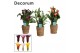 Zantedeschia mix decorum in ompot ruby 