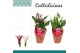 Zantedeschia mix roze/wit  in potcover hearts LOVE 