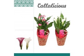 Zantedeschia mix roze/wit  in potcover hearts LOVE