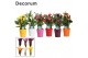 Zantedeschia mix decorum in ompot amy 