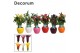 Zantedeschia mix decorum in ompot melanie 