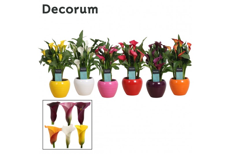 Zantedeschia mix decorum in ompot melanie Zantedeschia mix decorum in ompot melanie