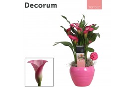 Zantedeschia mix decorum roze/wit in ompot melanie LOVE