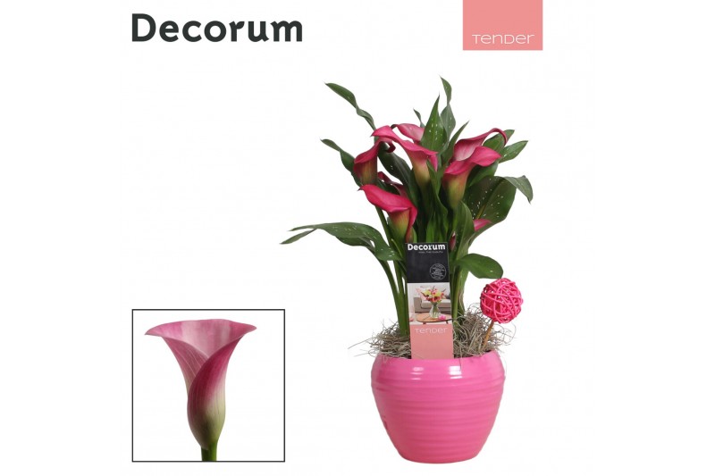 Zantedeschia mix decorum roze/wit in ompot melanie LOVE Zantedeschia mix decorum roze/wit in ompot melanie LOVE