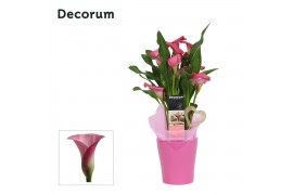 Zantedeschia mix decorum roze/wit in ompot amy LOVE