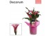 Zantedeschia pink puppy decorum roze in claudia glas LOVE 
