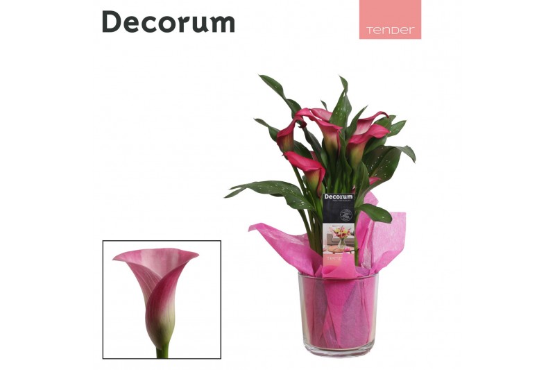 Zantedeschia pink puppy decorum roze in claudia glas LOVE Zantedeschia pink puppy decorum roze in claudia glas LOVE
