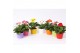 Gerbera mix belicht 2+ in madrid pot mix 