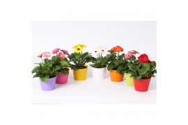 Gerbera mix belicht 2+ in madrid pot mix