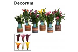 Zantedeschia mix decorum in ompot africa
