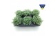 Sedum sieboldii 