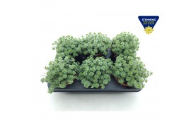 Sedum sieboldii