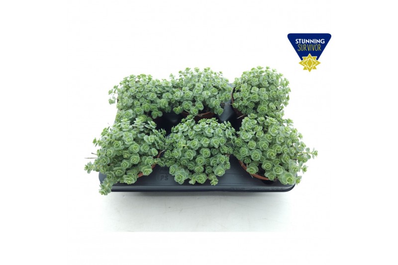 Sedum sieboldii 