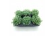 Sedum sieboldii 